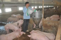 Thịt lợn tăng giá 200%, đắt nhất thế giới, Bộ Nông nghiệp ra công văn hỏa tốc