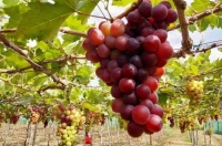 Nông lâm thủy sản 4 tháng xuất siêu 2,7 tỷ USD
